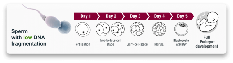 phan-manh-DNA-tinh-trung-thap