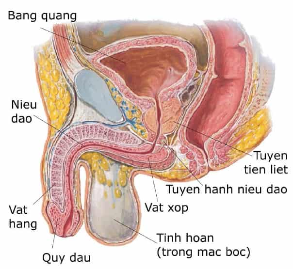 triệu chứng vô sinh ở nam giới