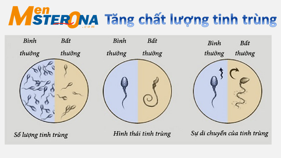 thuốc Mensterona có tốt cho tinh trùng