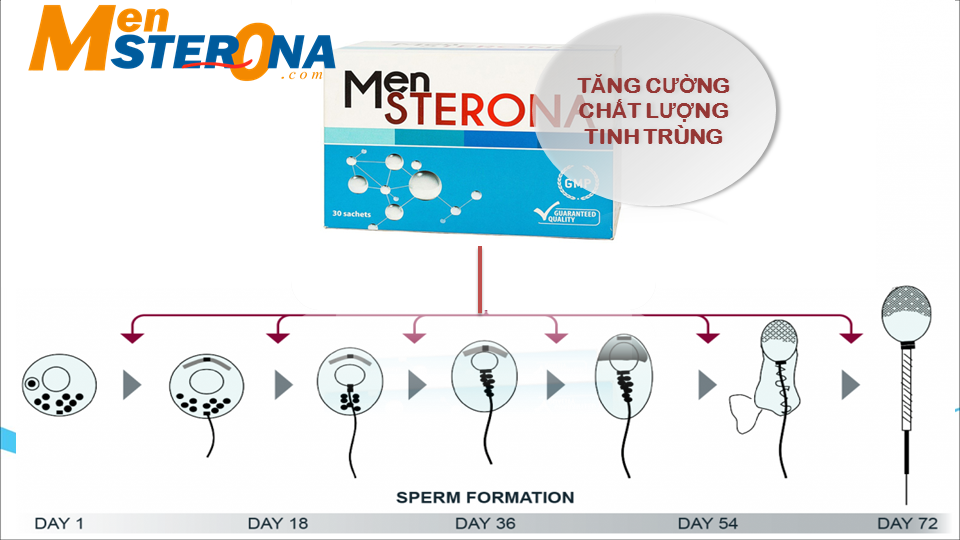 Mensterona có tốt cho tinh trùng không