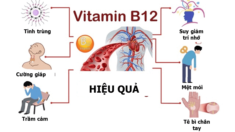 vitamin b12 trong mensterona có tốt không
